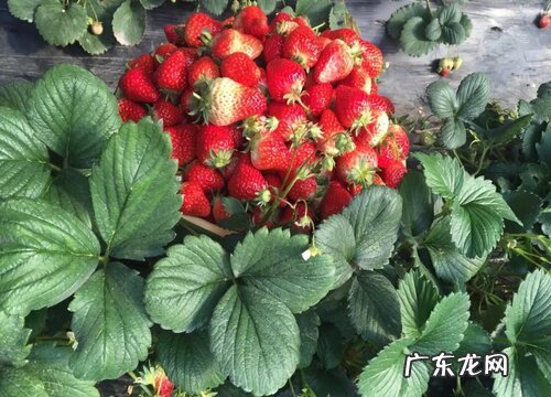 瑞士有什么水果