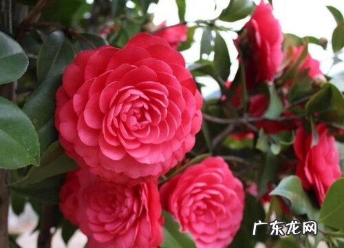 茶花是什么植物