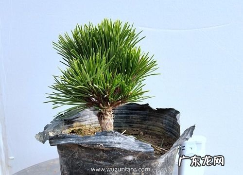 五针松可以淋雨吗