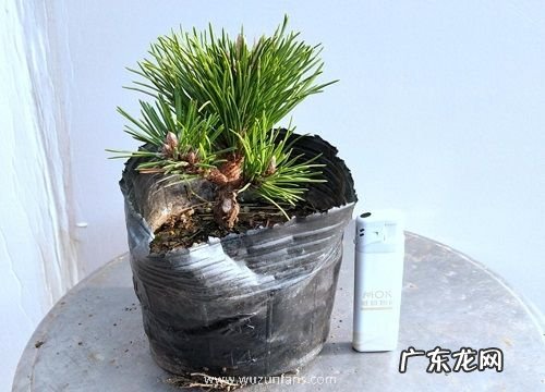 五针松可以淋雨吗