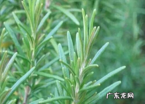 迷迭香可以淋雨吗