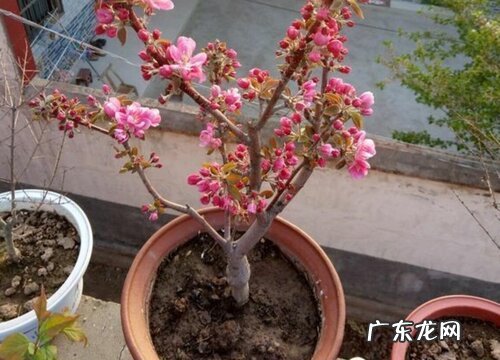 盆栽海棠可以淋雨吗