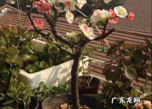 盆栽海棠可以淋雨吗