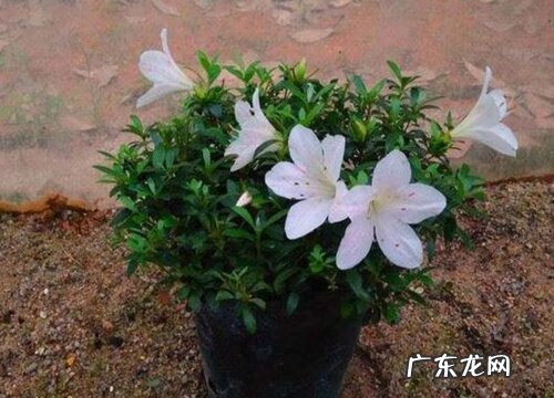 杜鹃可以淋雨吗