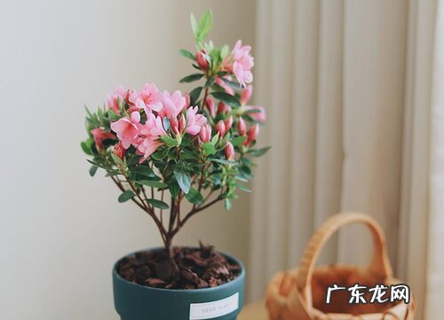 杜鹃可以淋雨吗