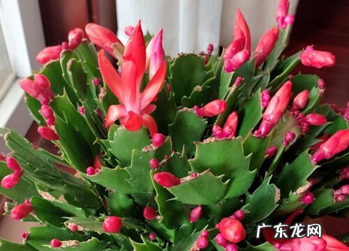 蟹爪兰花期多久时间