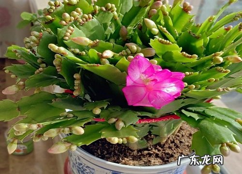 蟹爪兰花期多久时间