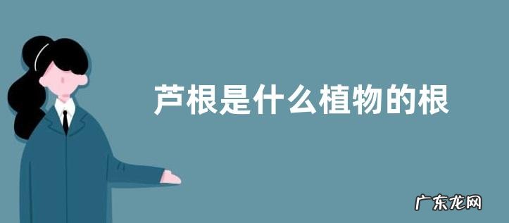 芦根是什么植物的根