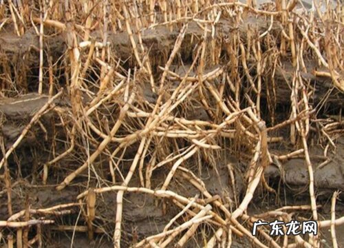 芦根是什么植物的根