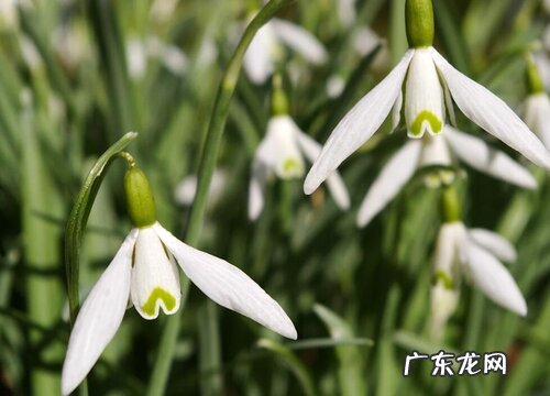 铃兰花花期多久时间