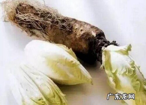 玉兰根是什么植物的根