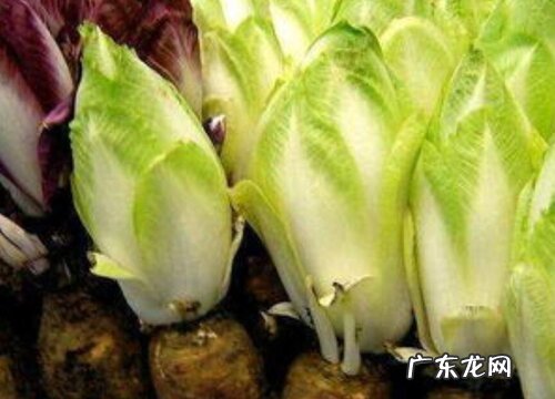 玉兰根是什么植物的根