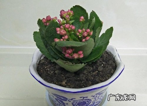 长寿花放什么位置好