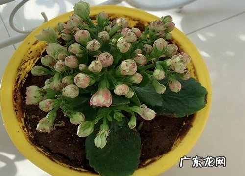 长寿花放什么位置好