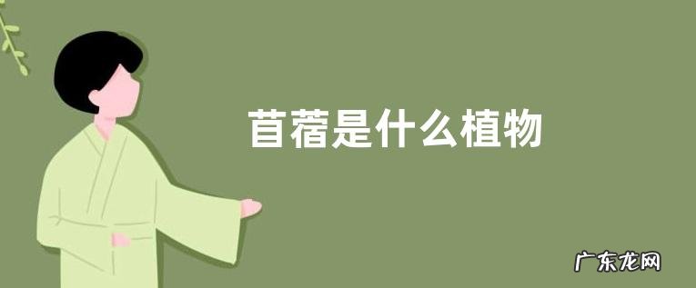 苜蓿是什么植物