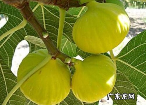 无花果树的寓意和象征风水