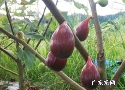 无花果树的寓意和象征风水