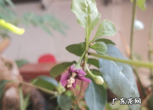 枸杞花期多久时间