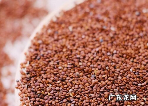 冰粉籽是什么植物的种子