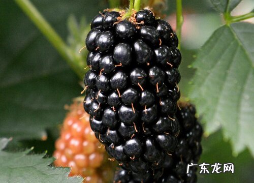 黑莓是什么水果