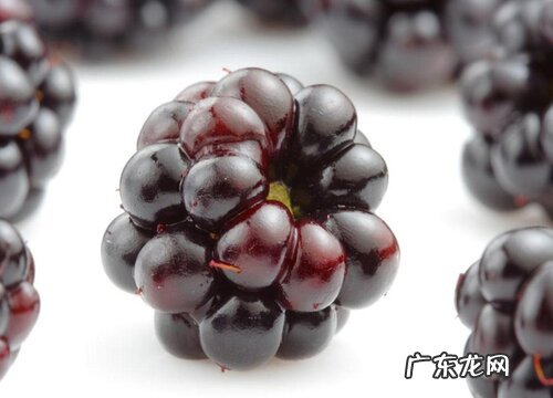 黑莓是什么水果