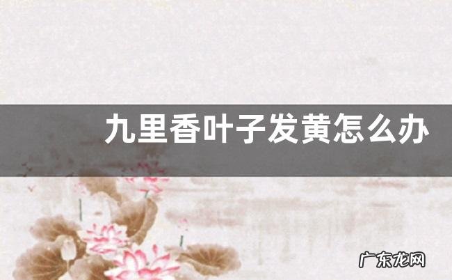 九里香叶子发黄怎么办 发黄原因与处理方法