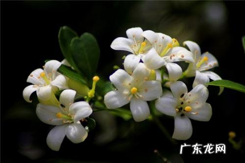 九里香叶子发黄怎么办 发黄原因与处理方法