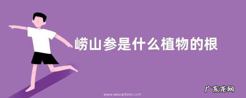 崂山参是什么植物的根