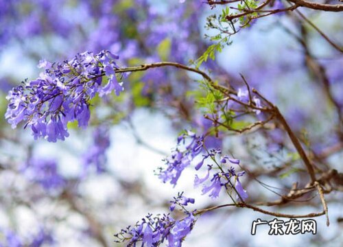 蓝楹花是什么颜色的