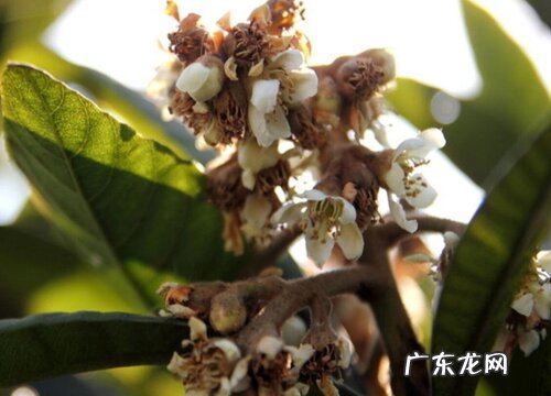 枇杷花是什么颜色的