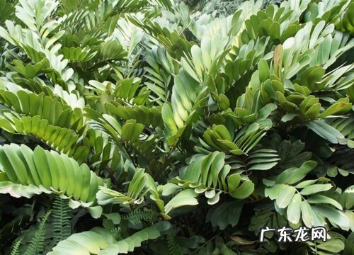 墨西哥铁树的养殖方法和注意事项有哪些