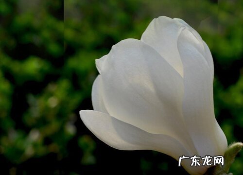 白玉兰开花吗 开花什么样子