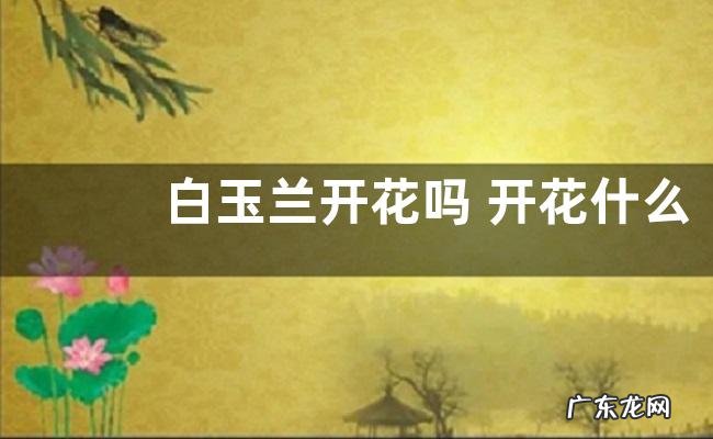 白玉兰开花吗 开花什么样子