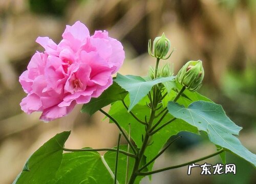 木芙蓉花是什么颜色的