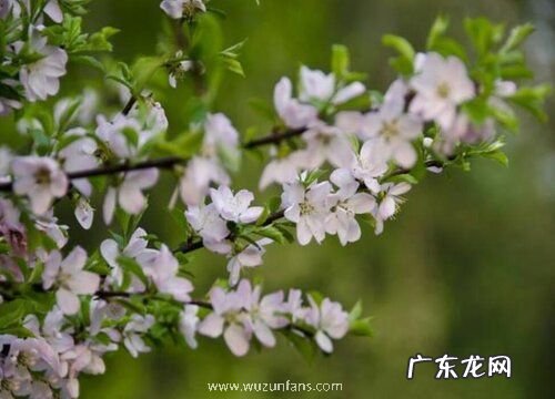 车厘子花是什么颜色的