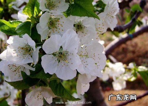 车厘子花是什么颜色的