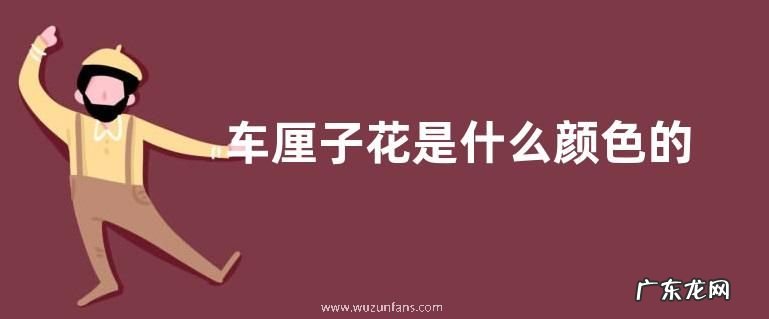 车厘子花是什么颜色的