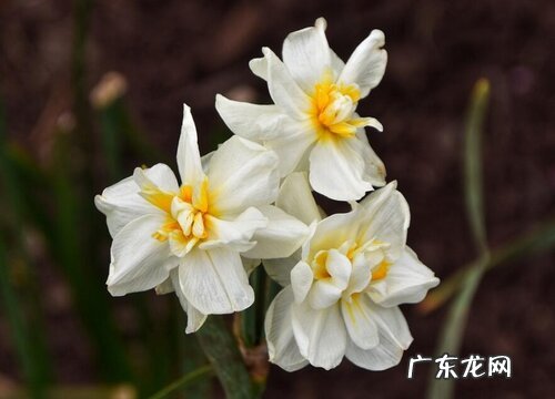 水仙花期多久时间