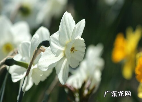 水仙花期多久时间