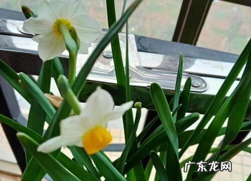 水仙花期多久时间
