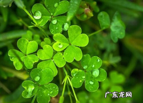 三叶草的样子和特点描写
