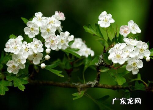 梨树花是什么颜色的