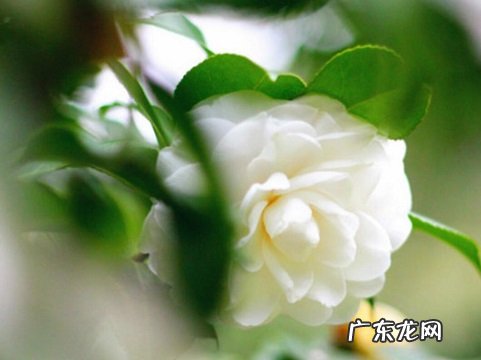 山茶花生长环境条件及特点
