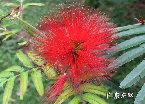 合欢花是什么颜色的