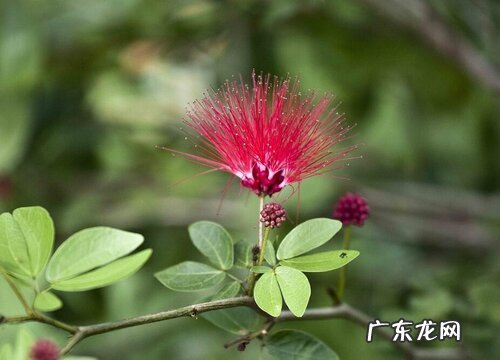 合欢花是什么颜色的