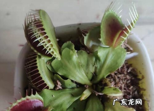 食蝇草的样子和特点描写
