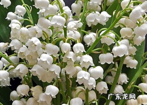 铃兰花的样子和特点描写