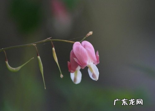 铃兰花的样子和特点描写