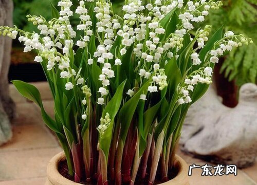 铃兰花的样子和特点描写