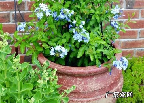 蓝雪花的样子和特点描写